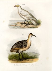 ペールフェイス型シラカン、1864 作： German School